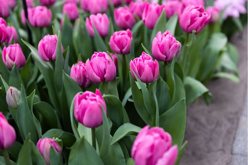 Tulipan 'Double You'